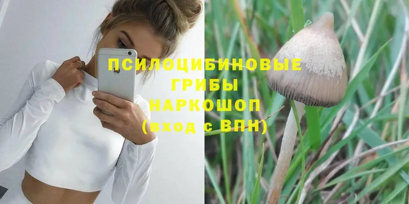 Псилоцибиновые грибы Magic Shrooms  Андреаполь 